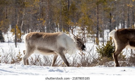 Reindeer In Wooded Winter Landscape, Sweden