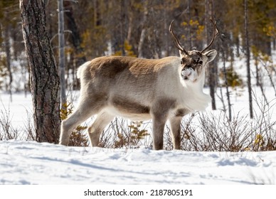 Reindeer In Wooded Winter Landscape, Sweden