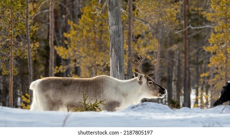 Reindeer In Wooded Winter Landscape, Sweden