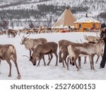 Reindeers with antlers in a village of the tribe Saami near Tromso, Northern Norway, Europe. Polar nigh time.