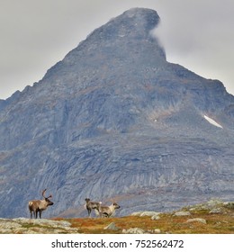 Sápmi Reindeers In Front Of Store Blåmann, Kvaløya In Troms, Norway