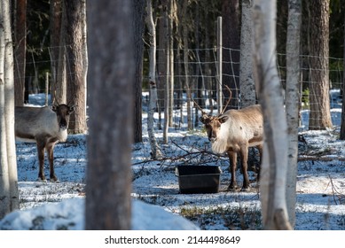 Reindeers Gathered By Sami People Before Trasport To The Mountains Having Food In Plastic Boxes.
Picture From Vasternorrland Sweden.