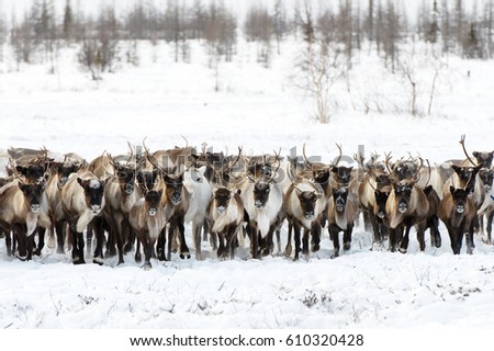 Reindeers migrate for a best grazing in the tundra nearby of polar circle in a cold winter day. Yamal peninsula, Siberia.