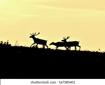 reindeers on horizon - Powered by Shutterstock