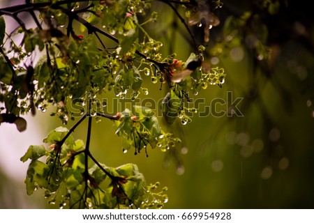 Similar – Image, Stock Photo prickly Nature Autumn Leaf