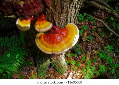 Reishi