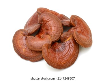 Reishi Mushroom Isolated On White Background