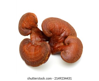 Reishi Mushroom Isolated On White Background