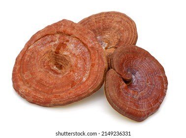 Reishi Mushroom Isolated On White Background