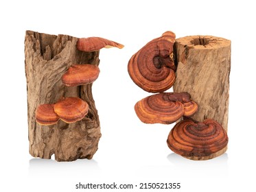 Reishi Mushroom Isolated On White Background With Clipping Path.