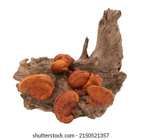 Reishi Mushroom Isolated On White Background With Clipping Path.