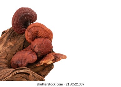 Reishi Mushroom Isolated On White Background With Clipping Path.