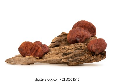 Reishi Mushroom Isolated On White Background. 