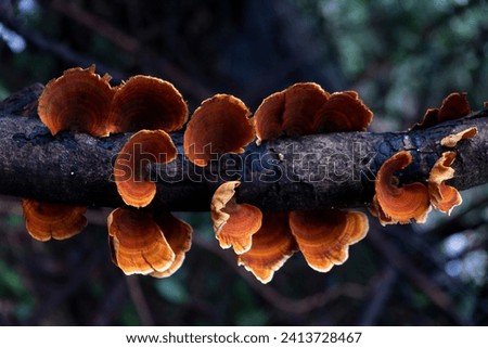 Reishi mushrooms grow on the branches of trees in the forest.