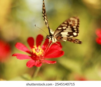 The relationship between butterflies and flowers is an example of mutualistic symbiosis. Mutualistic symbiosis is an interaction between two organisms that is mutually beneficial.