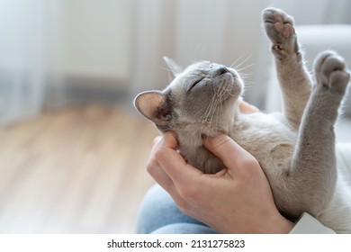 The relationship between a cat and a person. The girl's hands caress the cat. Burmese cat sleeping. - Shutterstock ID 2131275823