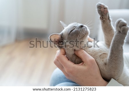 The relationship between a cat and a person. The girl's hands caress the cat. Burmese cat sleeping.