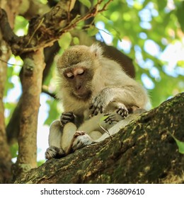 Relationship between mother and baby monkey on tree