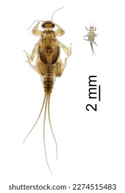 Relationship in size between hyporeic and benthic fauna
