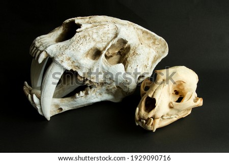 The relative size difference between the extinct Smilodon and a modern-day leopard. Two cats evolved in entirely different ways, one highly specialised and the other a superb generalist