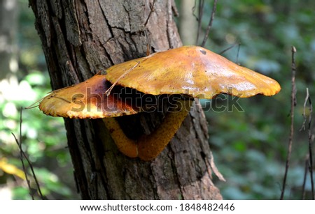 relatively abundantly, individually or less often even in smaller clumps, from May  November on dead trunks of deciduous trees, especially birches, lindens and beeches, sometimes sawdust saprophytism
