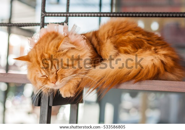 Relax Cat Relax Time Sleeping Model Stock Photo Edit Now 533586805