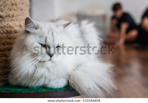 Relax Cat Relax Time Sleeping Model Stock Photo Edit Now 533586808