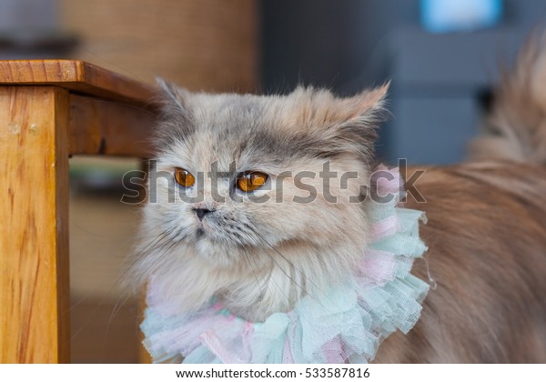 Relax Cat Relax Time Sleeping Model Stock Photo Edit Now 533587816