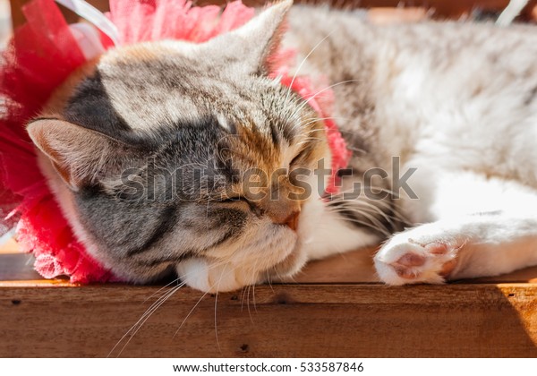 Relax Cat Relax Time Sleeping Model Stock Photo Edit Now 533587846