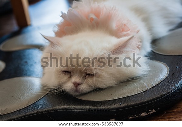 Relax Cat Relax Time Sleeping Model Stock Image Download Now