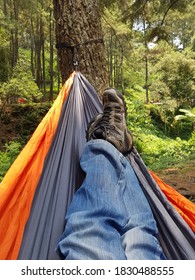 Relax with a hammock in the pine forest