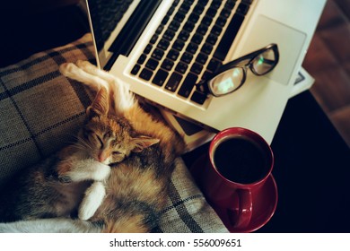 relax time with cat sleep laptop and hot coffee cup