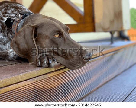 Relax time - german shorthaired pointer dog