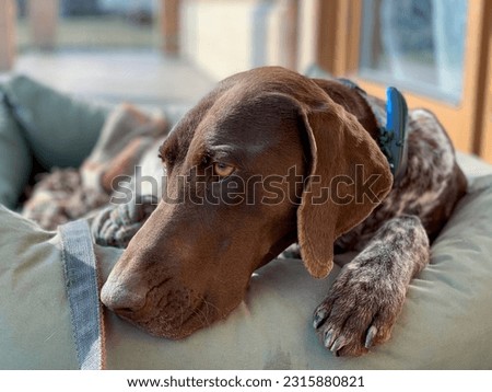 Relax time - german shorthaired pointer dog