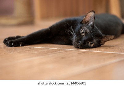 A relaxed black cat lazily lounging on a wooden floor in a cozy indoor setting - Powered by Shutterstock