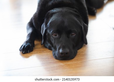 Relaxed black labrador lying indoors on hardwood floor with eyes open