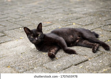 A Relaxed Black Wild Cat Laying Down On The Street