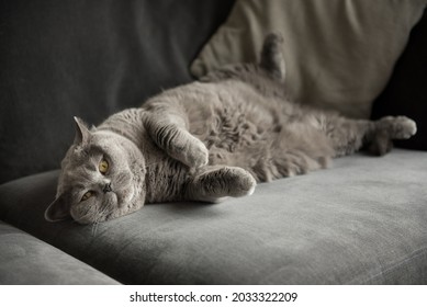 Relaxed British Short Hair Cat Lies On A Grey Couch With Her Back Leg Up In The Air And Her Front Paws Together Looking At The Camera In A House In Edinburgh, Scotland, UK