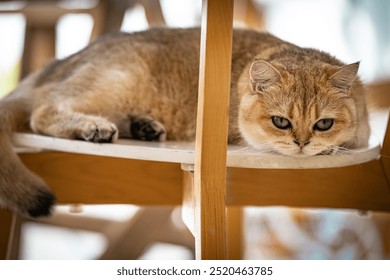 A relaxed cat lounging on a wooden chair in a sunlit room, enjoying a peaceful afternoon moment - Powered by Shutterstock