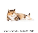 Relaxed cat lying down with tail wagging and eyes half closed. Kitty cat with happy or content body language. Full body of female long hair calico or torbie cat. Selective focus. White background.