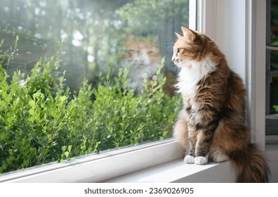 Relaxed cat sitting on window sill in front of defocused foliage on a sunny day. Cute fluffy calico kitty watching birds or squirrel outside. Mental enrichment for indoor cats. Selective focus. - Powered by Shutterstock