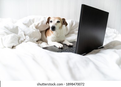Relaxed chilling dog in bed watching movies, working or shopping online. Using black laptop computer. Comfortable white bed. Pet covered with a blanket