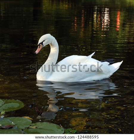 Relaxed cob on water surface