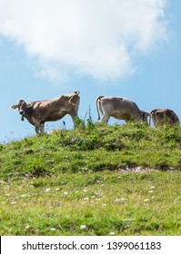 relaxed cows in Bavaria (Germany) - Shutterstock ID 1399061183