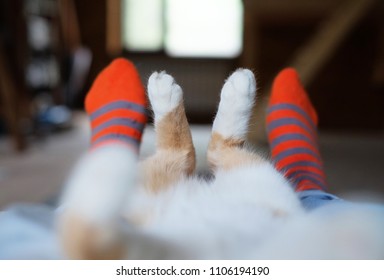 Relaxed Cute Cat Lying On The Human's Legs