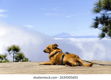 A relaxed dog lays on a wooden deck at a scenic viewpoint with Tenerife and Mount Teide in the background, surrounded by pine trees and drifting clouds.