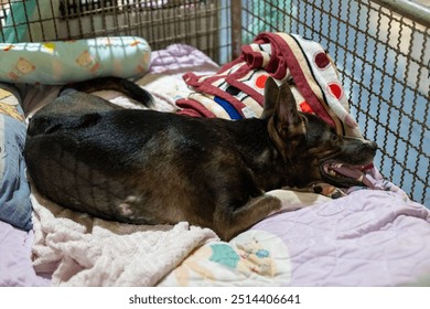 A relaxed dog lounging in its cozy bed surrounded by colorful blankets at an animal shelter in the afternoon light - Powered by Shutterstock