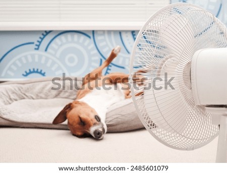 Similar – Image, Stock Photo tired Dog Pet