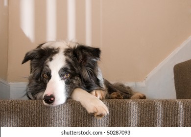 Relaxed Dog On The Stairs