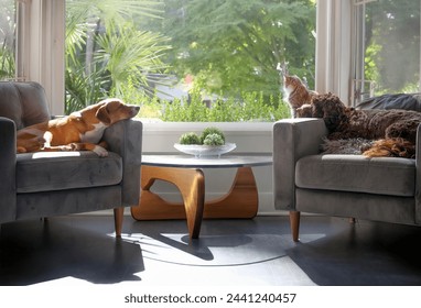 Relaxed dogs and cat in front window in sunny living room. Idyllic group of pets coexisting in multi-pet household. Two dogs sleeping on chairs with cat sitting on window sill.  Selective focus. - Powered by Shutterstock